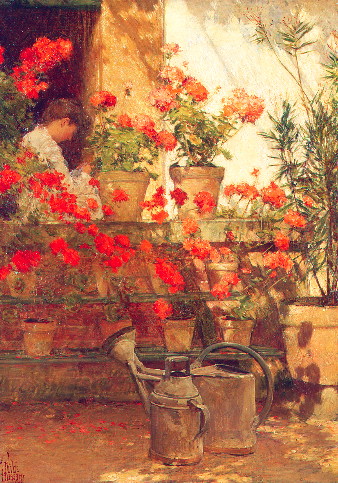 Geraniums