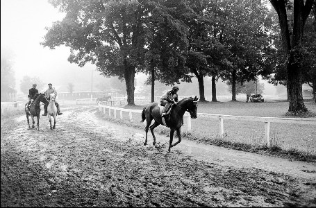Horse Haven